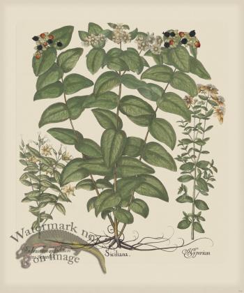 Besler 247 Colored  B2